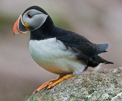 Atlantic Puffin #6 Sitting And Contemplating