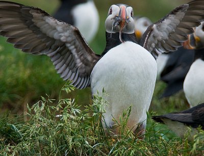 Atlantic Puffin #8