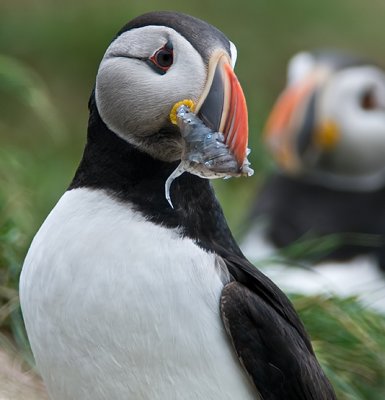 Atlantic Puffin #9