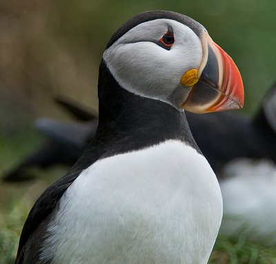 Atlantic Puffin #11