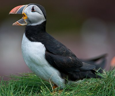 Atlantic Puffin #13