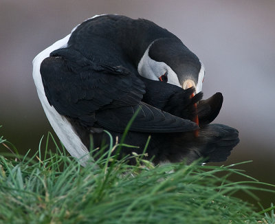 Atlantic Puffin #16 Preening