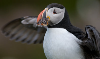 Atlantic Puffin #17