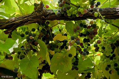 Grapes