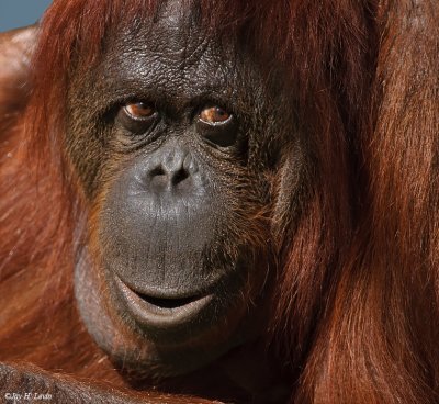 Female Orangutan