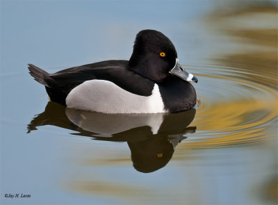 Ring-necked Duck (male)