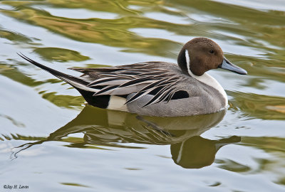 Northern Pintail (Male)