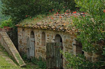 Stone Barn With Poppies And Cat