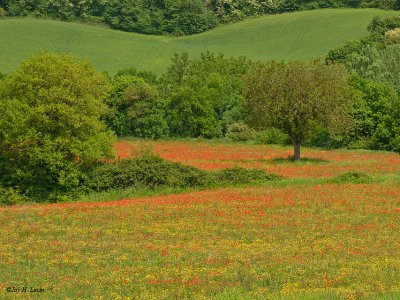 Poppy Field