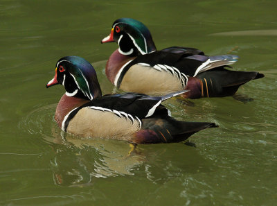 Male Wood Ducks