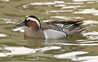 Garganey (Male)