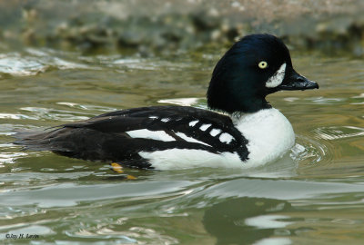 Sylvan Heights Waterfowl Park