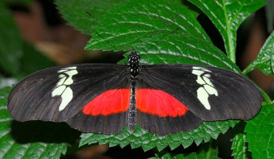 Mexican Heliconian (aka Hortense Longwing or Mountain Longwing)