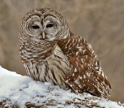 Barred or Hoot Owl 6