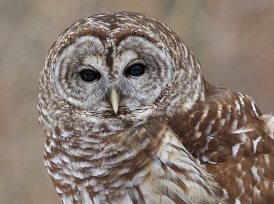 Barred or Hoot Owl 7
