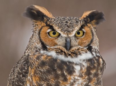 Great Horned Owl 6