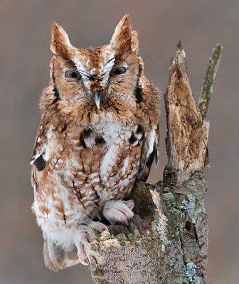 Eastern Screech Owl 7