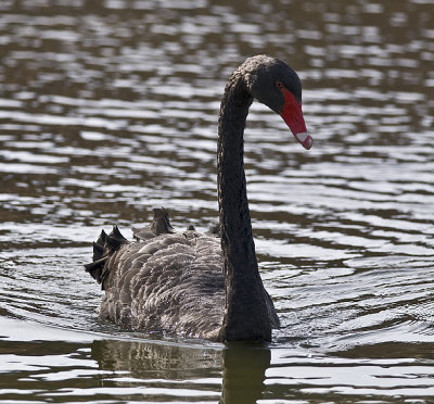 Backlit Black Swan