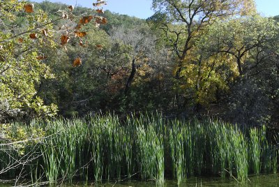 Pond At Camp