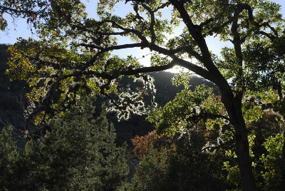 Tree Moss