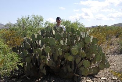Rare Klumpp Cactus