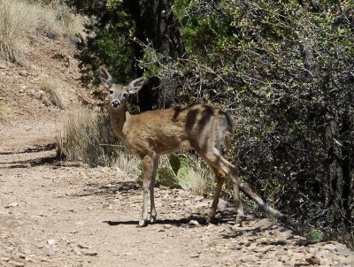 Deer On Lost Mine Trail