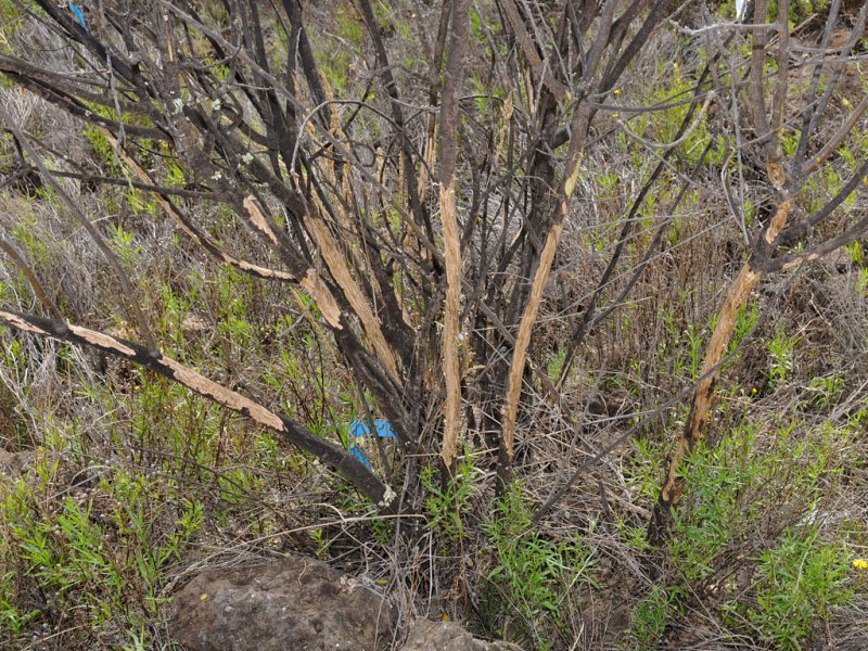 Bark Stripping