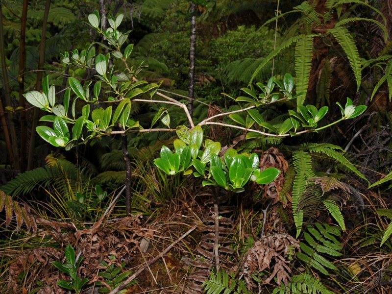 Kamakahala Shrub