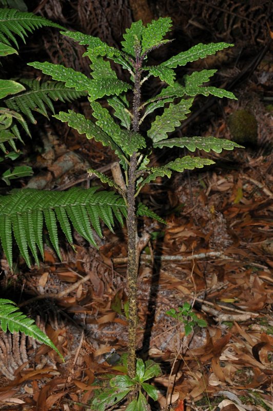 Cyanea Stictophylla
