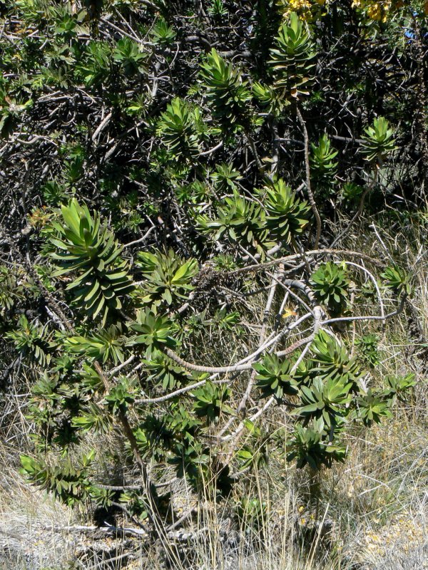 Dubautia Arborea Foliage