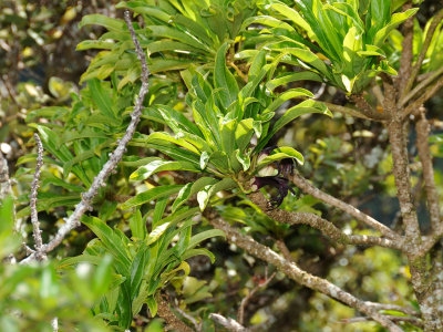Clermontia Kohalae