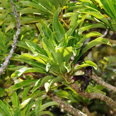 Clermontia Kohalae