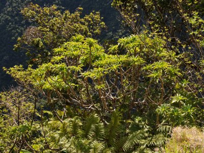 'Oha Wai Tree