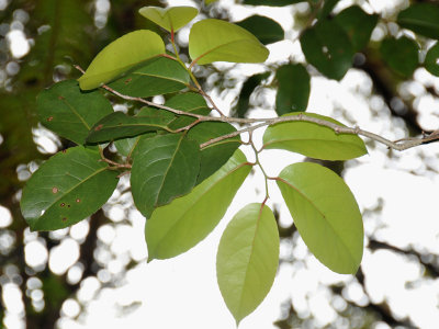 Old and Young Leaves