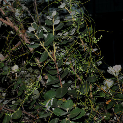 Lauraceae (Laurel Family) - Kauna'oa, Holio