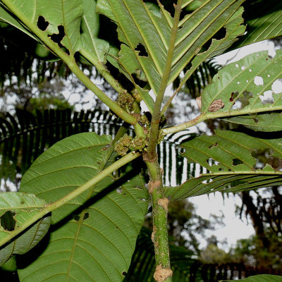 Male Olona Flowers