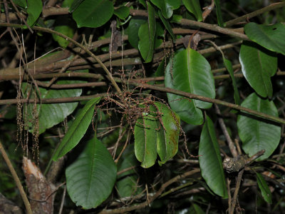 Papala