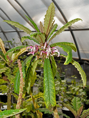 Cyanea Stictophylla Flowers