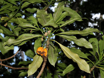 'Oha Kepau Fruit