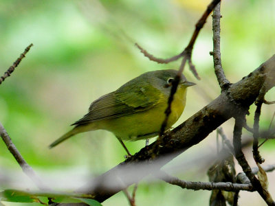 Nashville Warbler