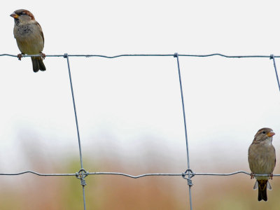 House Sparrow