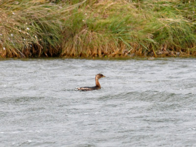 Pied-Billed Grebe