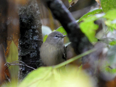 Orange-Crowned Warbler