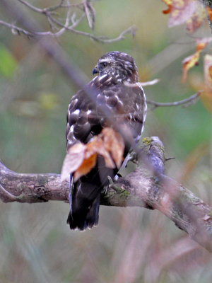 Unknown Hawk