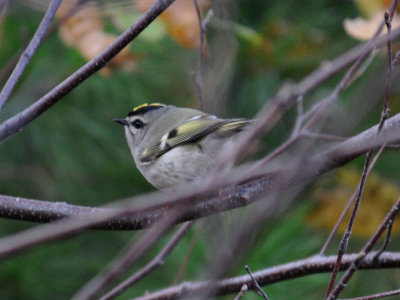 Golden-Crowned Kinglet