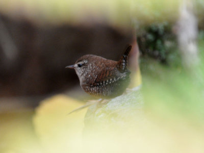 Winter Wren