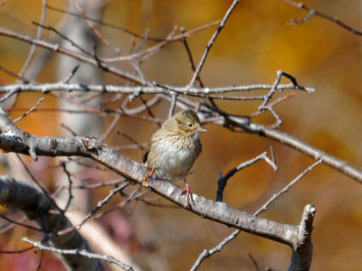 Lincoln's Sparrow