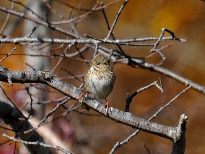 Lincoln's Sparrow