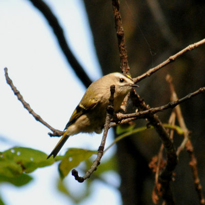 Golden-Crowned Kinglet