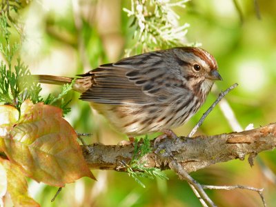 Song Sparrow